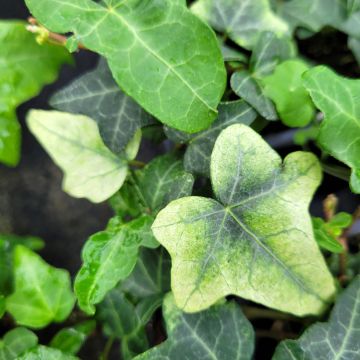 Lierre d'ornement - Hedera helix Jake 