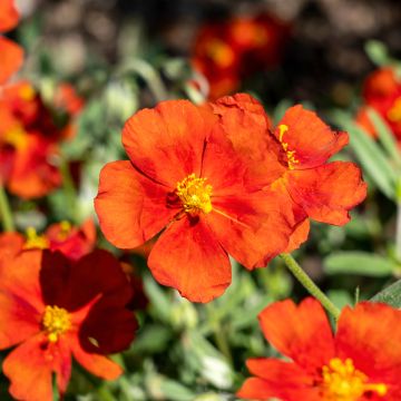 Hélianthème, Helianthemum Tomato Red