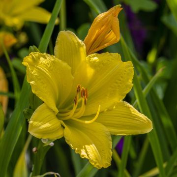Hémérocalle Green Flutter - Hemerocallis Green Flutter