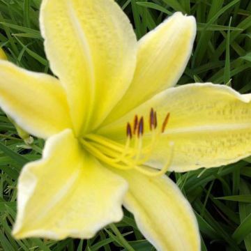 Hémérocalle Silver King - Hemerocallis Silver King