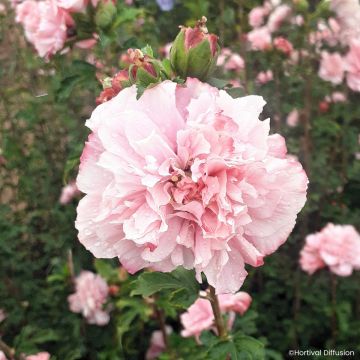 Hibiscus syriacus French Cabaret Pink - Althea double rose