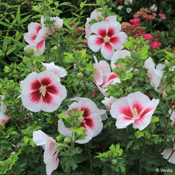 Hibiscus syriacus Oiseau Bleu - Althéa bleu