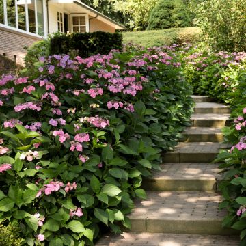 Hortensia - Hydrangea serrata Graciosa