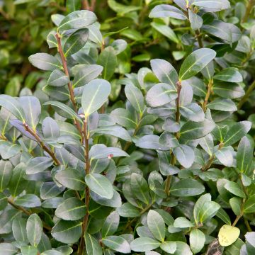 Houx crénelé - Ilex crenata Green Hedge