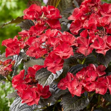 Hortensia - Hydrangea macrophylla Dark Angel Purple