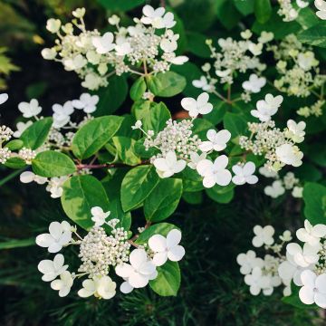 Hortensia - Hydrangea paniculata Early Sensation