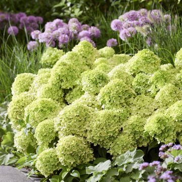 Hydrangea paniculata Groundbreaker Greeny - Hortensia paniculé nain
