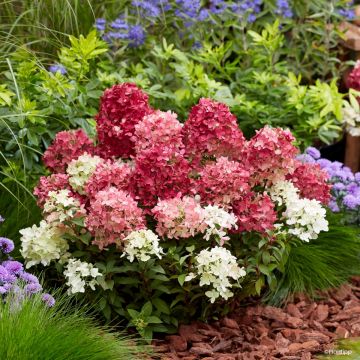 Hydrangea paniculata Groundbreaker Ruby - Hortensia paniculé nain