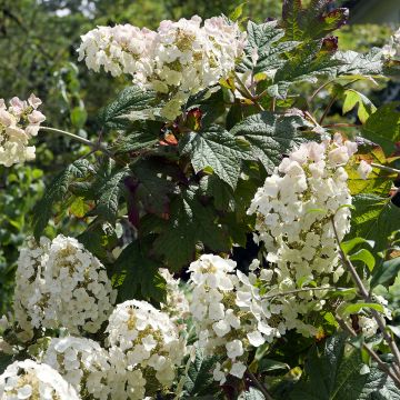 Hortensia - Hydrangea quercifolia Applause