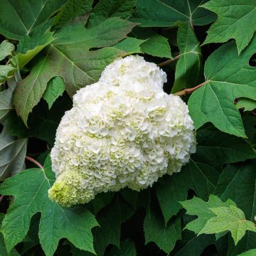 Hydrangea quercifolia Harmony - Hortensia à feuilles de chêne