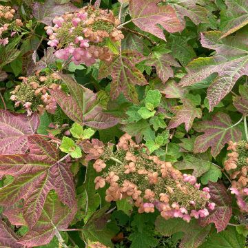 Hydrangea quercifolia Ruby Slippers - Hortensia à feuilles de chêne