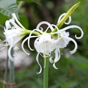 Ismène festalis Zwanenburg - Lis araignée