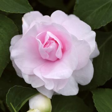 Impatiens Double Walleriana saumon