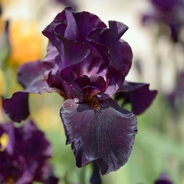 Iris germanica Old Black Magic