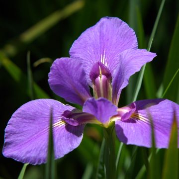 Iris louisiana Gulf Shore