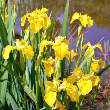 Iris pseudacorus