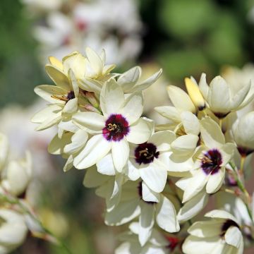 Ixia Spotlight - Lis des Blés