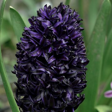 Jacinthe Jan Bos