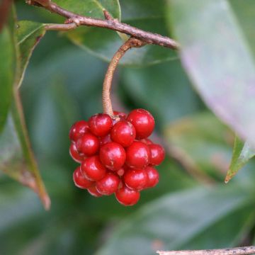 Kadsura japonica Fukurin - Kadsura du Japon Fukurin