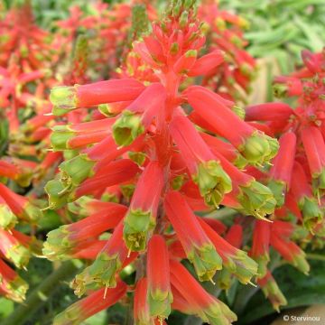 Lachenalia Rupert - Coucou du Cap