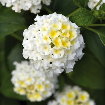 Lantana Bloomify Red