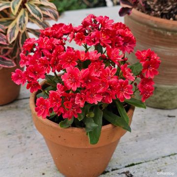 Lewisia Sunset Glow