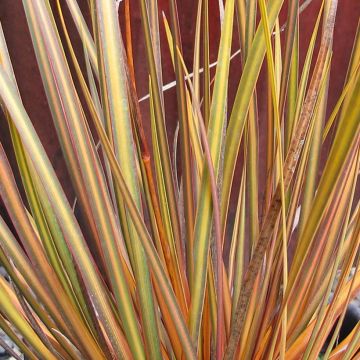 Libertia peregrinens
