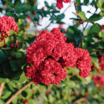 Lilas des Indes - Lagerstroemia indica Midnight Magic