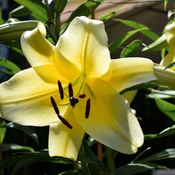 Lis hybride oriental Bellville
