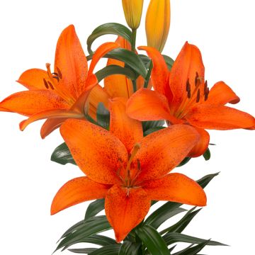 Lis asiatique - Lilium Netty's pride