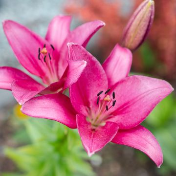 Lis asiatique - Lilium Netty's pride
