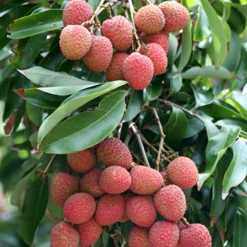 Pistacia lentiscus - Lentisque pistachier