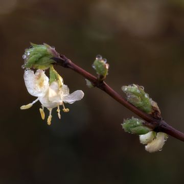 Chèvrefeuille dhiver, Lonicera purpusii Winter Beauty