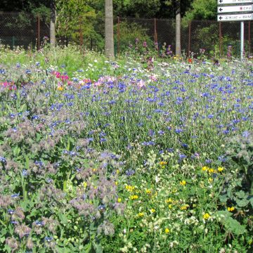 Mélange de graines mellifère pour abeilles