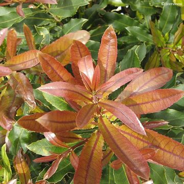 Corylus avellana Webbs Prize Cobb - Noisetier commun