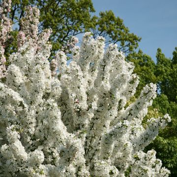 Pommier d'ornement - Malus Indian Magic