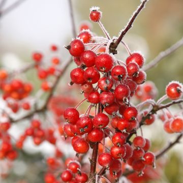 Pommier d'ornement - Malus Diable Rouge