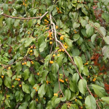 Pommier d'ornement - Malus Cheal's Weeping