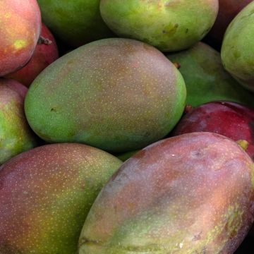 Psidium cattleianum - Goyavier de Cattley ou de Chine