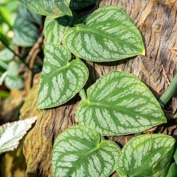 Monstera dubia