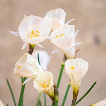 Narcisse bulbocodium White