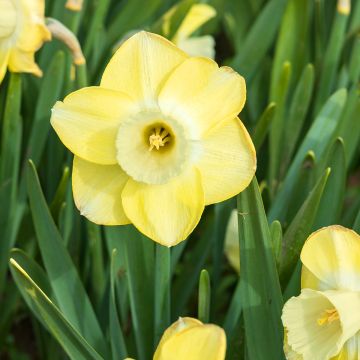 Narcisse Dutch Master