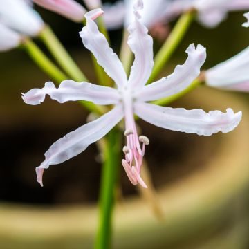 Nerine bowdenii type - Lis de Guernesey