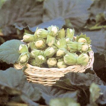 Noisetier Fertile de Coutard - Corylus Avellana