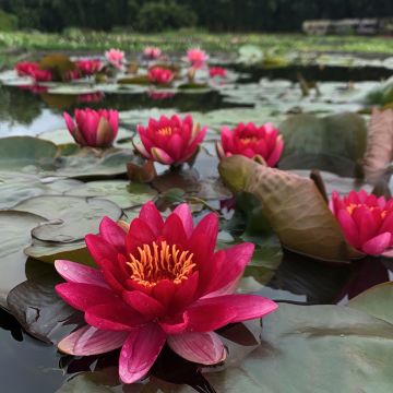 Nymphaea Colonel A.J. Welch - Nénuphar jaune