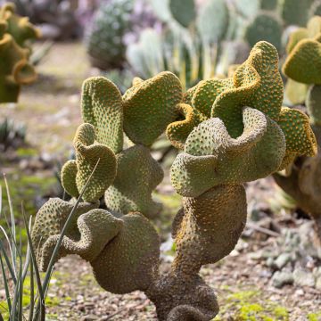 Opuntia microdasys Undulata - Cactus raquette