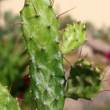 Opuntia jamaicensis Ghost - Cactus raquette