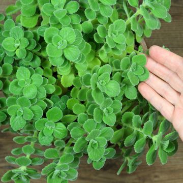 Plectranthus coleoides Variegatus panaché