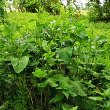 Oseille sauvage - Rumex acetosa