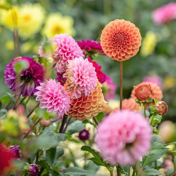 Pack Jardin Malin